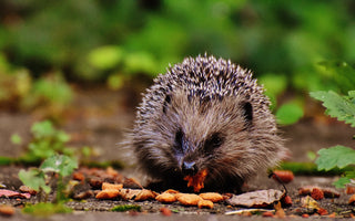 What to feed hedgehogs