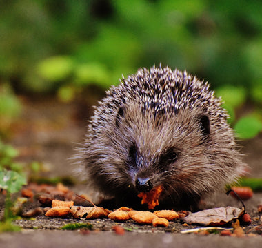 What to feed hedgehogs