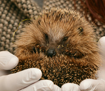 Hedgehog Friendly Campus - University of Birmingham