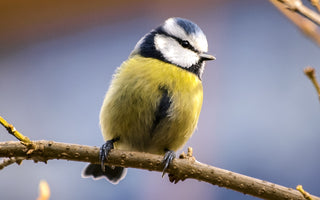 Bird of the Month - Blue Tit