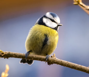 Bird of the Month - Blue Tit