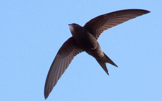 Swift Awareness Week