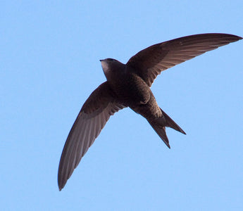 Swift Awareness Week