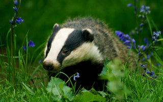 Rewilding, and How Nature is the Best Thing for Nature