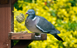 The Easy Way To Keep Squirrels Away From Your Bird Feeder