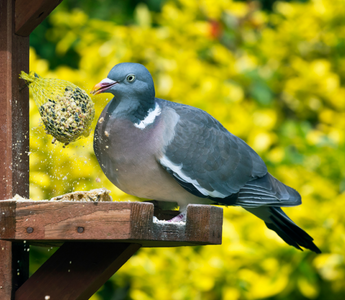 The Easy Way To Keep Squirrels Away From Your Bird Feeder