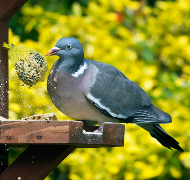 The Easy Way To Keep Squirrels Away From Your Bird Feeder