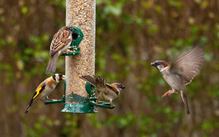 How to help your garden birds