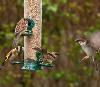 How to help your garden birds
