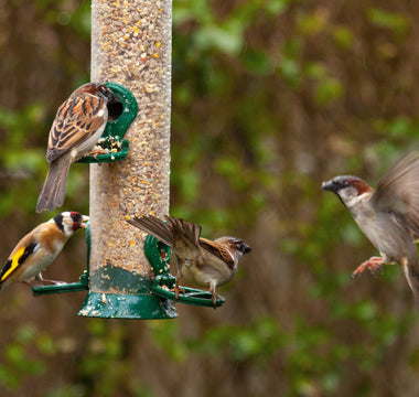 How to help your garden birds