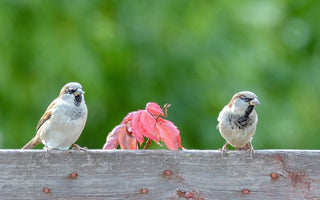 How to make your garden safe for birds during heatwaves