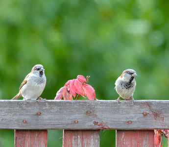 How to make your garden safe for birds during heatwaves