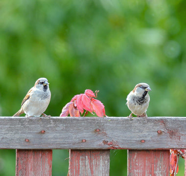 How to make your garden safe for birds during heatwaves