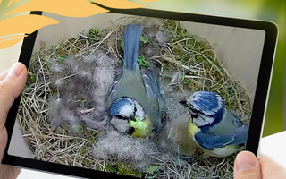 Best Ways To Watch Garden Wildlife Without Disturbing It