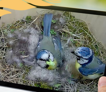 Best Ways To Watch Garden Wildlife Without Disturbing It