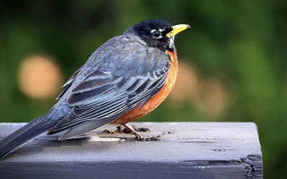 Experience The Big Garden Bird Watch