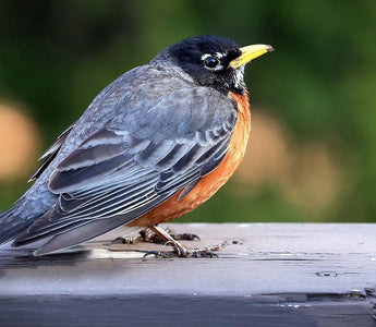 Experience The Big Garden Bird Watch