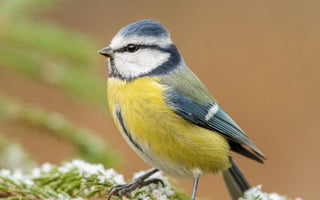 Garden Birds by Season: What You'll See Throughout the Year