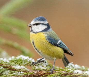 Garden Birds by Season: What You'll See Throughout the Year