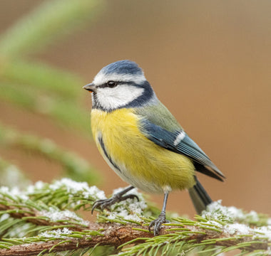 Garden Birds by Season: What You'll See Throughout the Year
