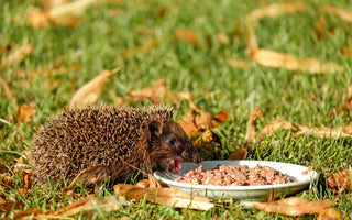 How Do I Attract Hedgehogs into my Garden?