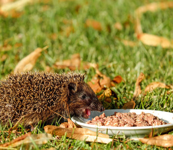 How Do I Attract Hedgehogs into my Garden?