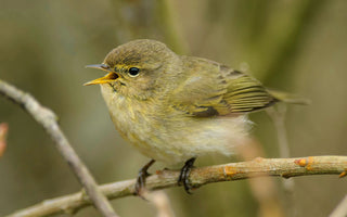 Bird of the Month - Common Chiffchaff