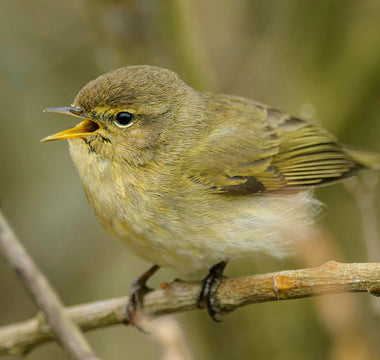 Bird of the Month - Common Chiffchaff