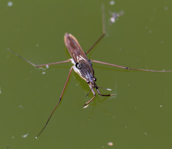 Aquatic Insects