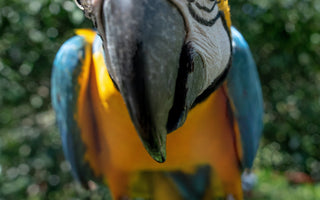 Discover the Rarest Birds Per Region in the UK