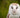 Bird Of The Month - Barn Owl