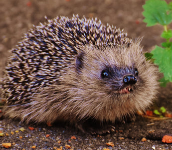 Hedgehog