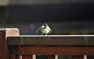 Living On The Fledge: What To Do With Our Flailing Fledglings