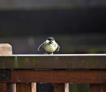 Living On The Fledge: What To Do With Our Flailing Fledglings