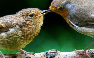 Most common British birds in your area: From gardens to coastlines!