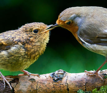 Most common British birds in your area: From gardens to coastlines!
