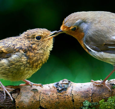 Most Common British Birds: Garden, Woodland & Coastal Guide