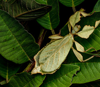 Giants of the Insect World