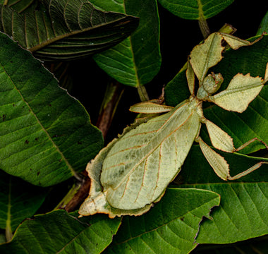 Giants of the Insect World