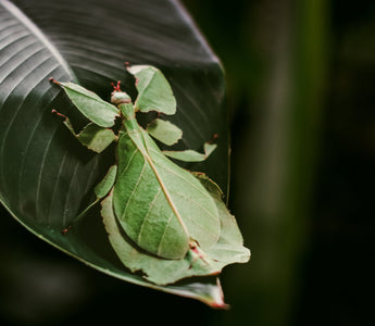 How insects use camouflage and mimicry to survive