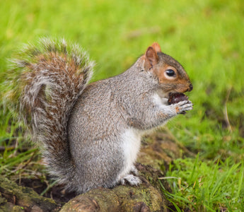 Why do Brits hate grey squirrels?