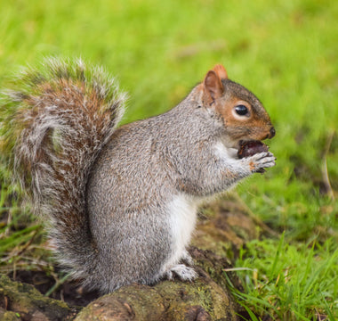Why do Brits hate grey squirrels?