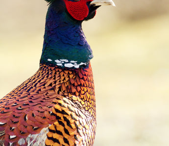 Bird Of the Month - Pheasant