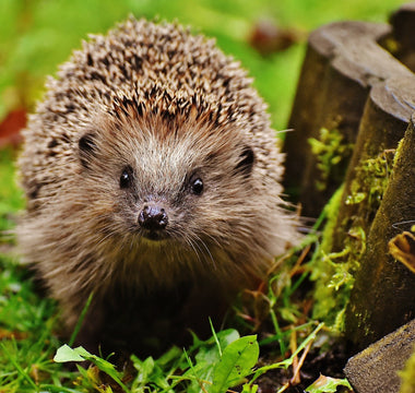 Hedgehog out in the day