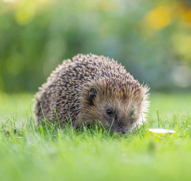 How to Make Your Garden Safe for Hedgehogs in Summer