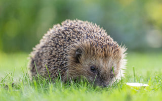 How to Make Your Garden Safe for Hedgehogs in Summer