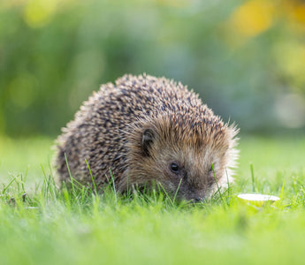 How to Make Your Garden Safe for Hedgehogs in Summer