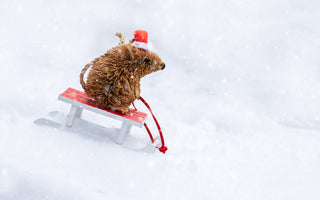 Hedgehogs in the winter: What to do if you find one awake