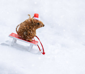 Hedgehogs in the winter: What to do if you find one awake