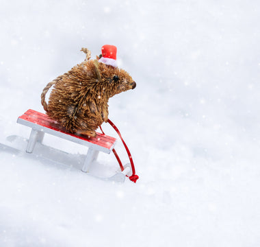 Hedgehogs in the winter: What to do if you find one awake